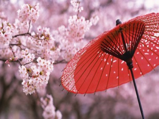 日本樱花，云南中青旅旅行社