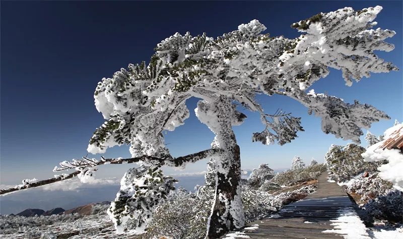 昆明轿子雪山滑雪开业啦！轿子雪山旅游景区介绍