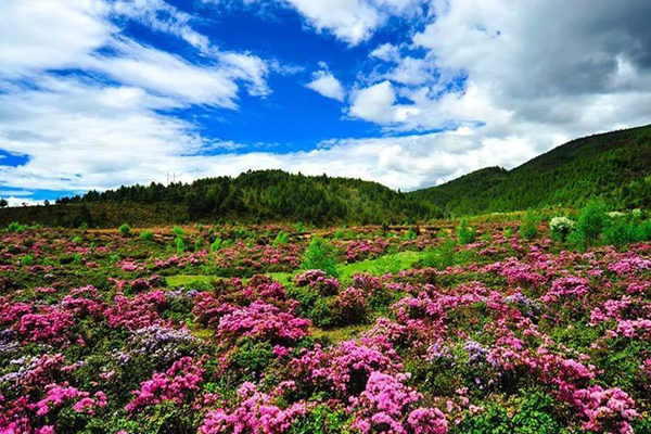 香格里拉三大赏花地推荐 与最爱的人一起沉醉在杜鹃花海里